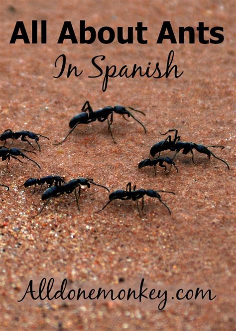 Megan está estornudando mucho hoy, creo que se viene un resfrío. Learning All About Ants in Spanish - All Done Monkey
