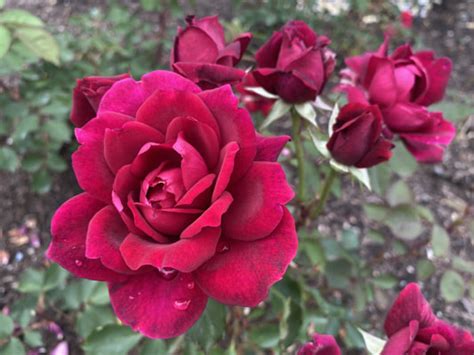 Queen Bee Grandiflora Rose Kansas City Rose Society Rose Library
