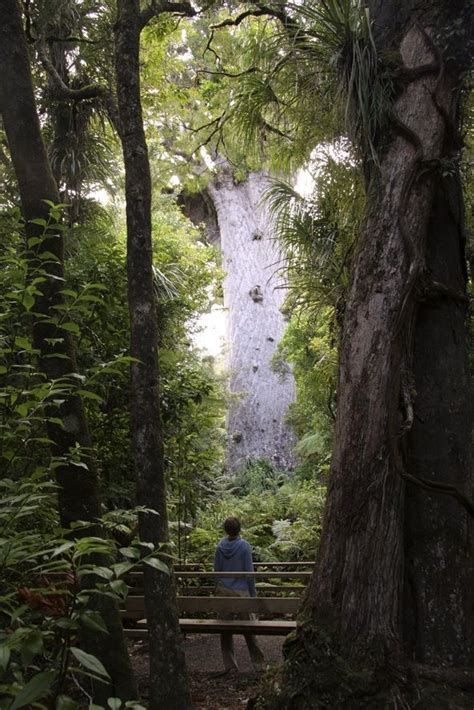 Waipoua Forest Tane Mahuta The Lord Of The Forest Forest Kauri