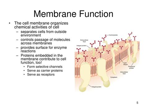 Motility structure present in some animal cells, composed of a cluster of microtubules within an extension of the plasma membrane. PPT - Membrane Structure and Function PowerPoint ...