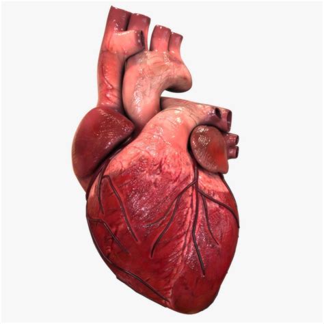 Human Pictures Heart Pictures 3d Human Human Body Heart Anatomy