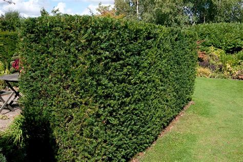 How To Grow Yew Rhs Gardening