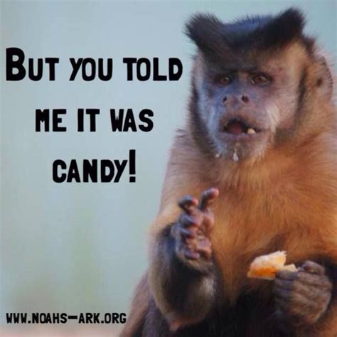 But You Told Me It Was Candy Hambone Capuchin Noahs Lol
