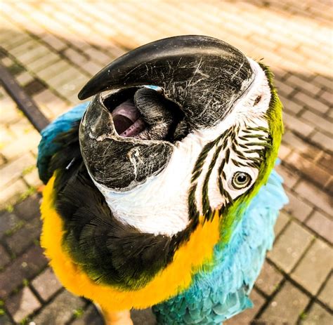 Premium Photo Ara Ararauna Blue Yellow Macaw Parrot Portrait Ara
