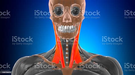Sternocleidomastoid Muscle Anatomy For Medical Concept 3d Stock Photo