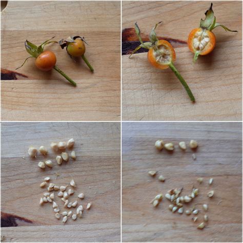 What Do Rose Seeds Look Like