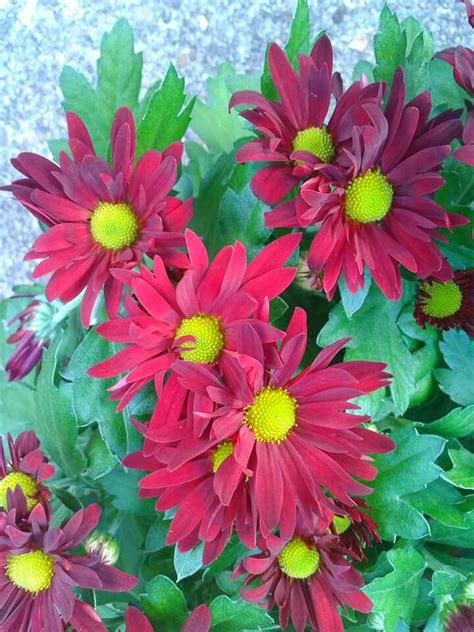 Chrisanthemum Deep Red Deep Red Plants Plant Planets