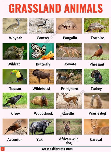 Grassland Animals List Of 80 Grassland Animals In English With Esl