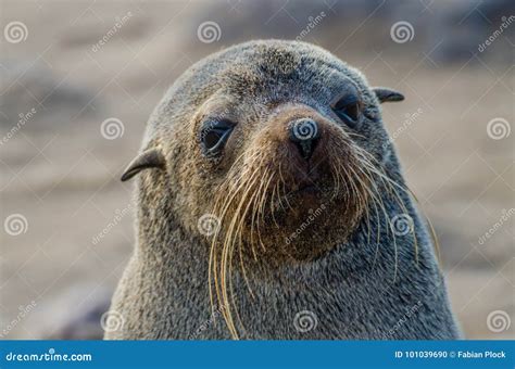 Portrait Of Beautiful South African Fur Seal At Large Seal Colony Cape
