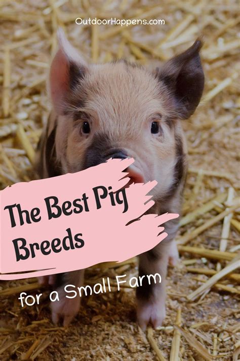 The Best Pig Breeds In 2021 Pig Pig Breeds Raising Pigs