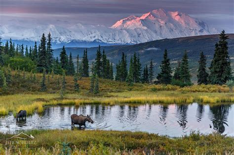 Alaska Wildlife Photography 012 Moose In Pond Denali National Park
