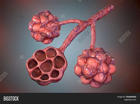 Anatomy Alveoli Lungs Image And Photo Free Trial Bigstock