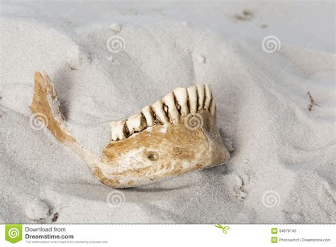 Creepy Skull In The Sand Stock Image Image Of Death 34678145