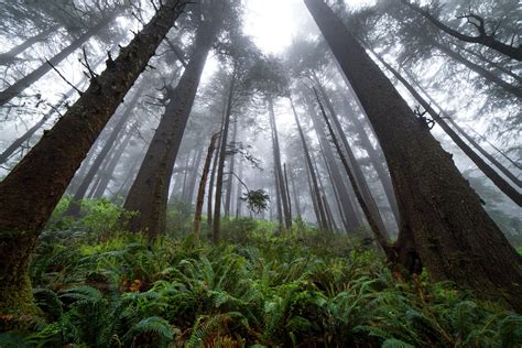 Trees Like Towers A Fog Filled Forest In Oregon By Photographer