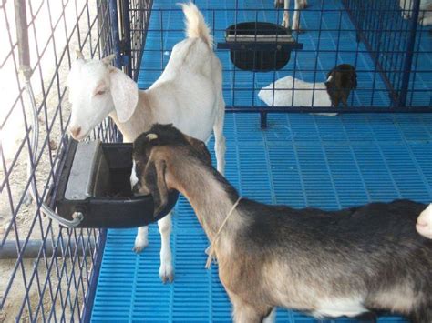 Selain itu, kolong pada kandang juga berfungsi untuk menghindaribecekan tanah ketika hujan yang dapat menyebabkan penyakit. MIH GOAT FARM: Lantai Kambing Moden