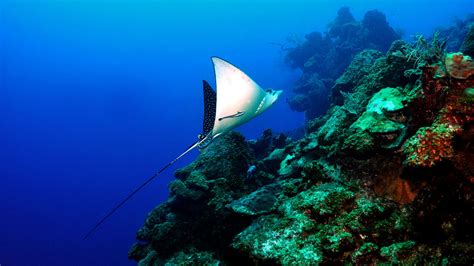 Eleven Of The Best Scuba Diving Spots In The Caribbean