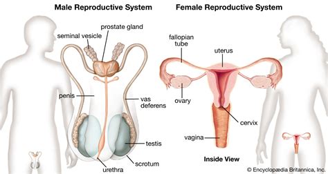 Human Reproductive System Ovaries Testes Hormones Britannica