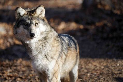 Field Notes: Mexican Gray Wolf Recovery Program Spring/Summer 2022