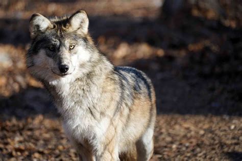 Field Notes Mexican Gray Wolf Recovery Program Springsummer 2022