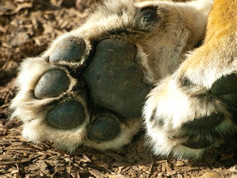 Lion Paw Close Up Of A Lioness Paw At Whipsnade Zoo Permi Flickr