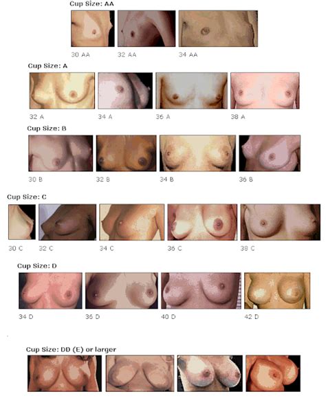 Anime Breast Size Boob Chart DATAWAV