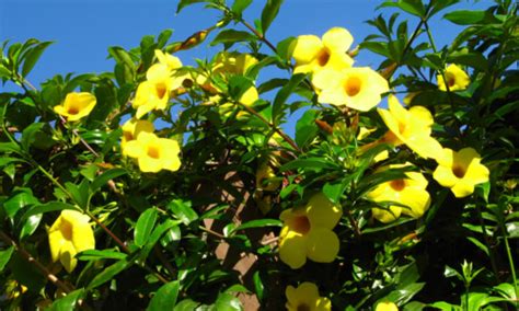 Trumpet vine's glossy dark green leaves can grow up to 15 inches long and feature seven to 11 elliptic or oblong, serrated leaflets that are roughly 4 inches long. Vines for the Pergola | Softwoods - Pergola, Decking ...