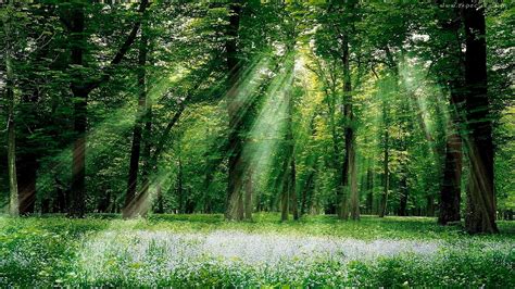 壁纸 树木 森林 性质 绿色 太阳光线 雨林 厂 草地 林地 树林 栖息地 自然环境 大气现象 木本植物 地理