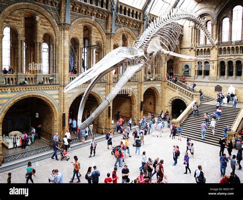 Natural History Museum In London High Resolution Stock Photography And