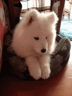 With tenor, maker of gif keyboard, add popular funny goodbye gif animated gifs to your conversations. Funny animal gifs - part 98 (10 gifs) | Amazing Creatures