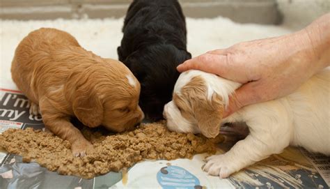 Whats The Best Food To Feed A Puppy Online