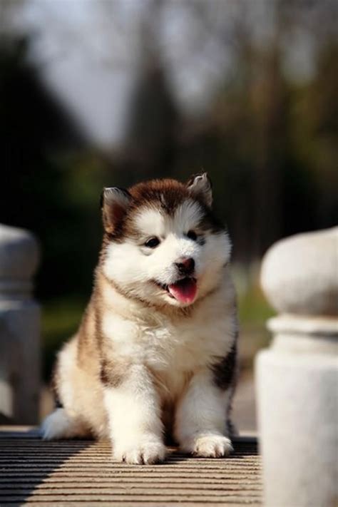 Maybe you would like to learn more about one of these? 14 Husky Puppies That Should Be Illegal