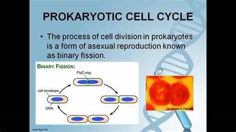 Biology Integrative Activity 4 Asexual Reproduction And Cell Division