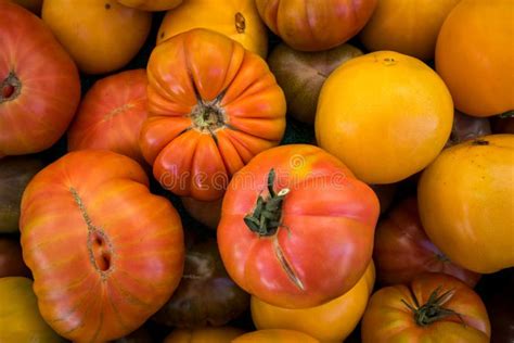 Orange Yellow Red Heirloom Tomatoes Stock Image Image Of Tomatoes