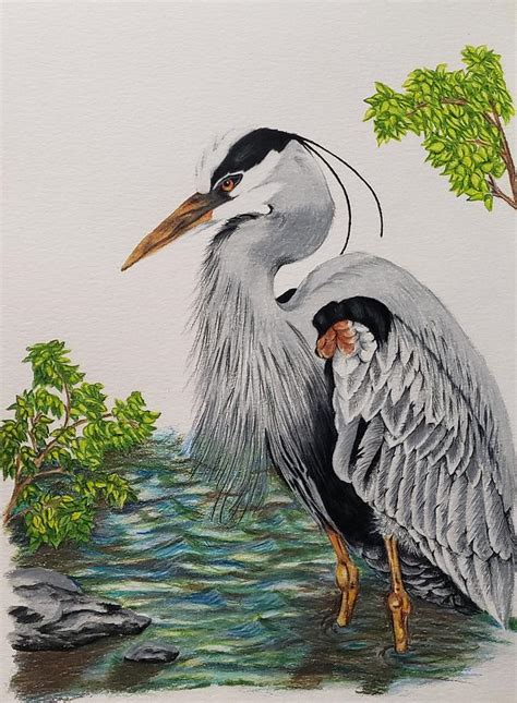 Great Blue Heron Drawing By Corinne States