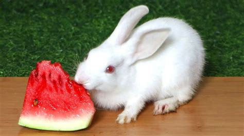Rabbit Eating Watermelon In 2021 Rabbit Eating Eating Watermelon