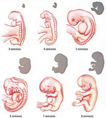 Saber Sobre La Mujer Embarazada Etapas Del Embarazo