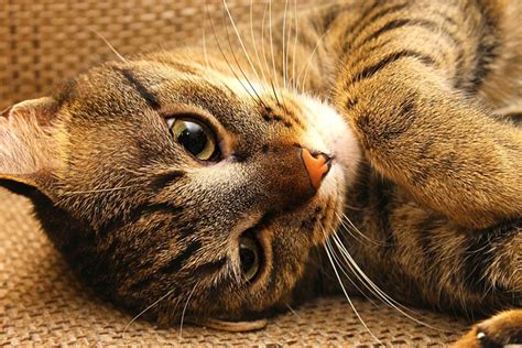 Cat Kitten Peaceful Free Photo On Pixabay Pixabay