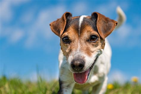 Download Dog Animal Jack Russell Terrier 4k Ultra Hd Wallpaper