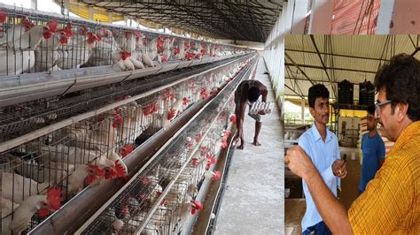 Large Layer Poultry Farm Entire Tour Biggest Layer Poultry Farm Setup