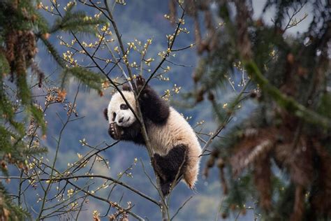 How Giant Pandas Came Back From The Brink Of Extinction Geographical