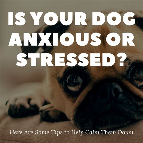 How To Calm An Anxious Or Stressed Dog Pethelpful