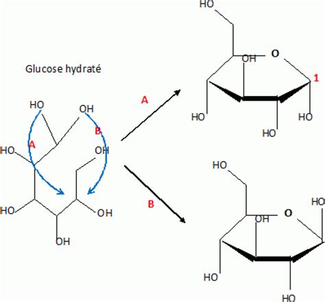 Anomer — die beiden anomere der furanoseform der d erythrose. La chimie du glucose, concours capesa 2010