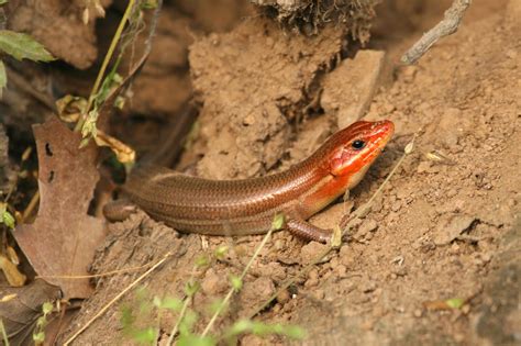 The Good The Bad And The Outdoors Creature Feature Five Lined Skink