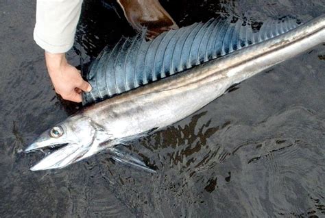 Lancetfish Ocean Treasures Memorial Library