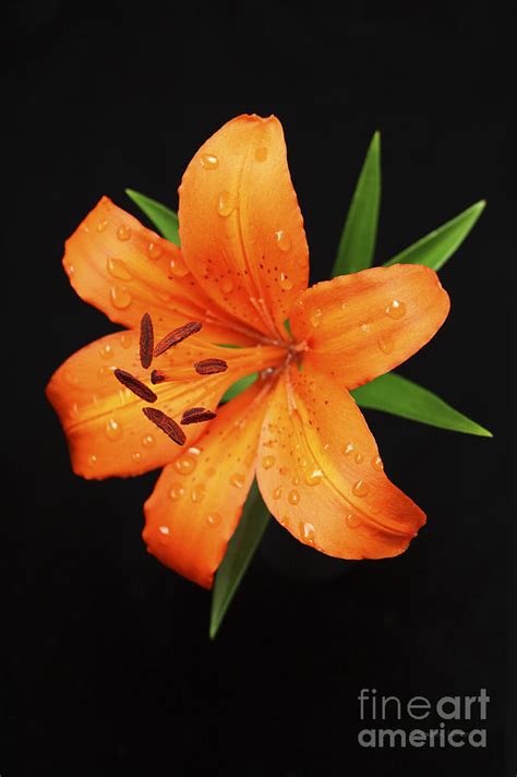 Orange Asiatic Lily Photograph By Gordon Wood Fine Art America
