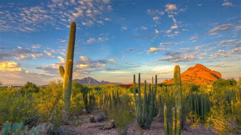 Landscape Nature Desert Cactus Mountain Arizona