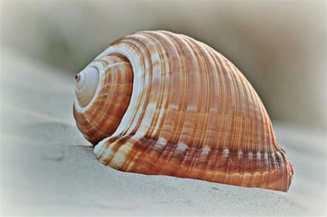 Pile Of Beige Seashells Near Seashore · Free Stock Photo