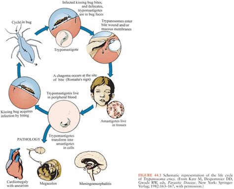 trypanosoma brucei life cycle