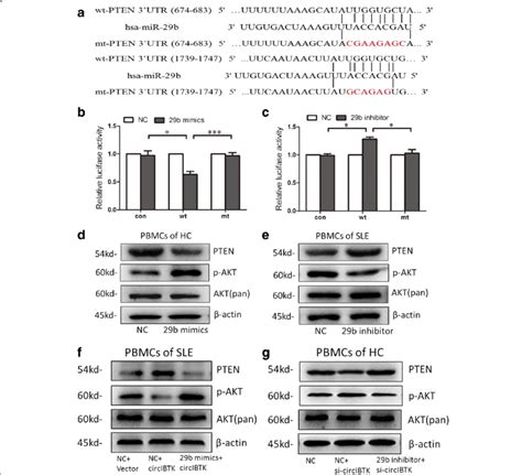 circibtk regulated the akt signaling pathway by binding to mir 29b a download scientific