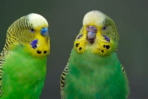 A Pair Of Common Parakeets Budgerigar Melopsittacus Undulatus Budgie